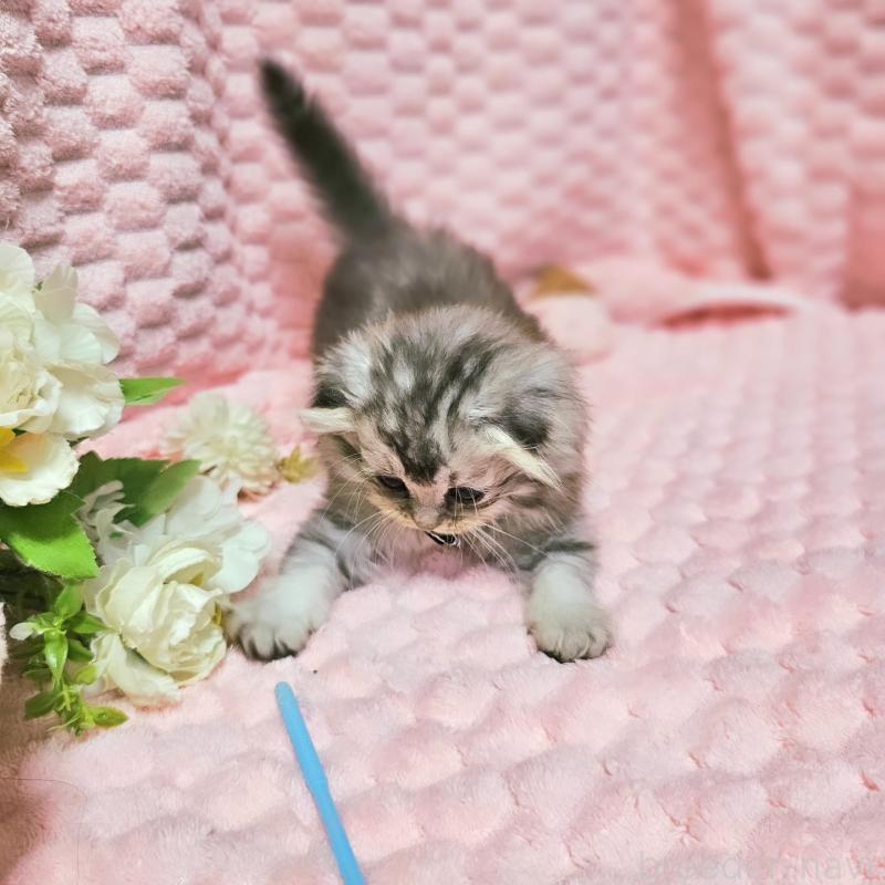 販売中の茨城県のミヌエット-138383の4枚目