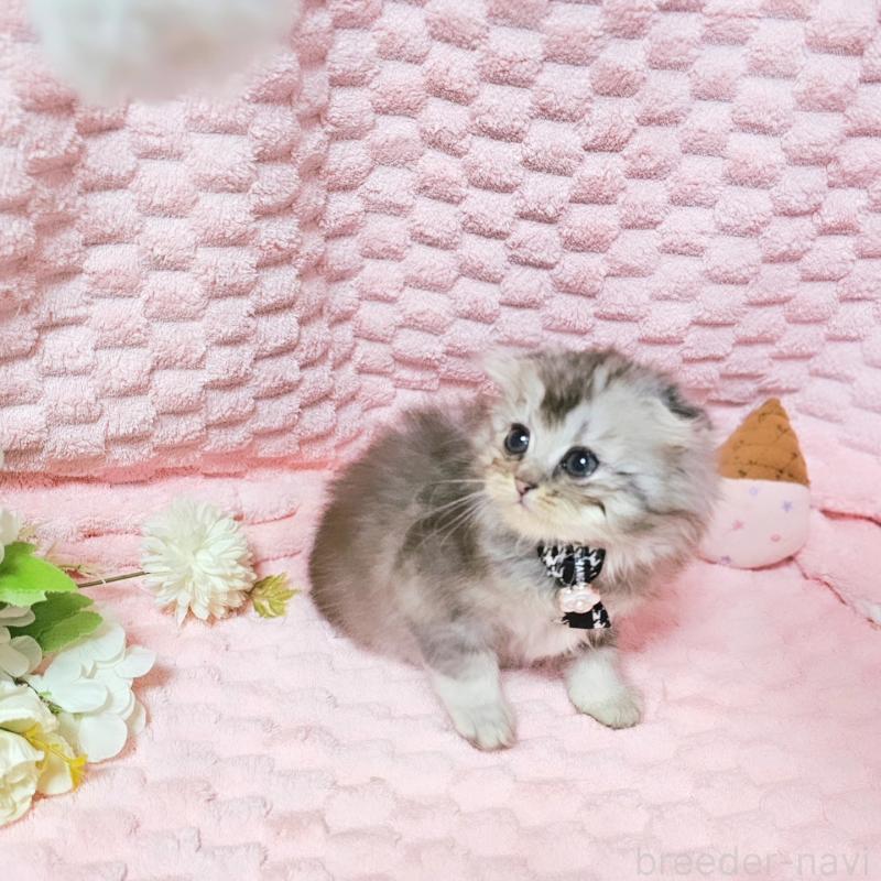 販売中の茨城県のミヌエット-138383の3枚目