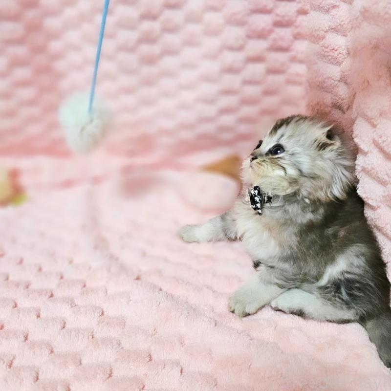 販売中の茨城県のミヌエット-138383の2枚目