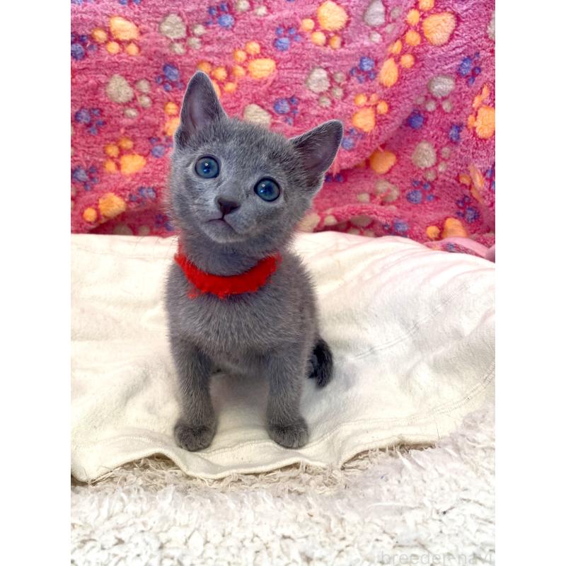 販売中の東京都のロシアンブルー-136805の37枚目