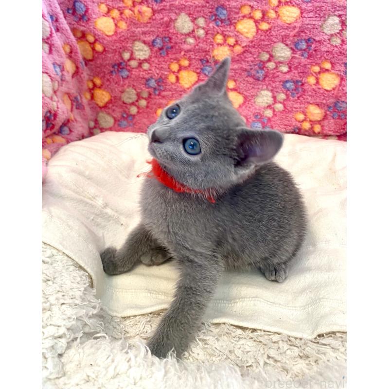 販売中の東京都のロシアンブルー-136805の35枚目