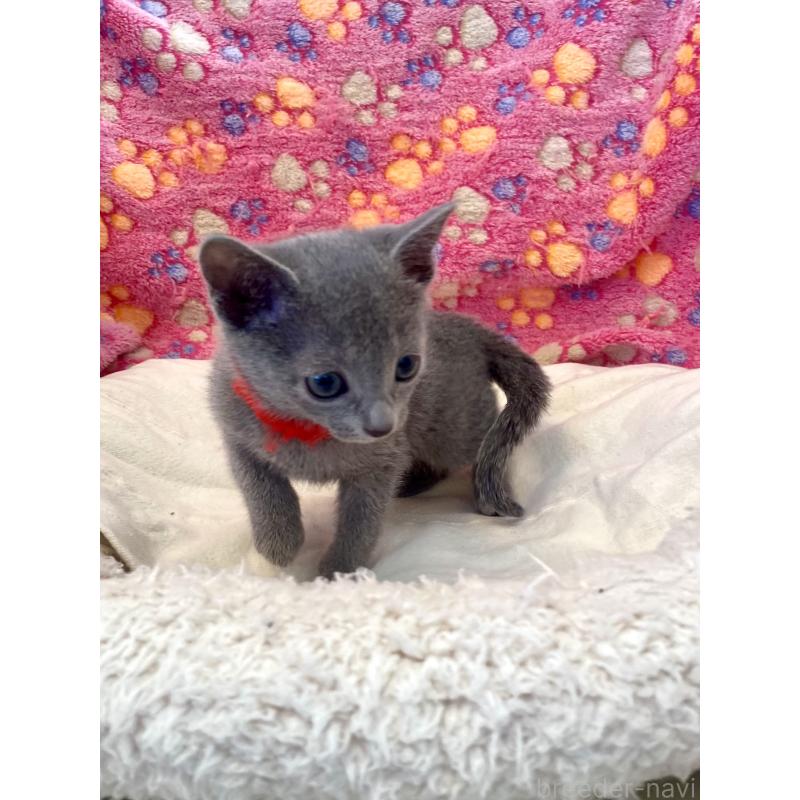 販売中の東京都のロシアンブルー-136805の34枚目