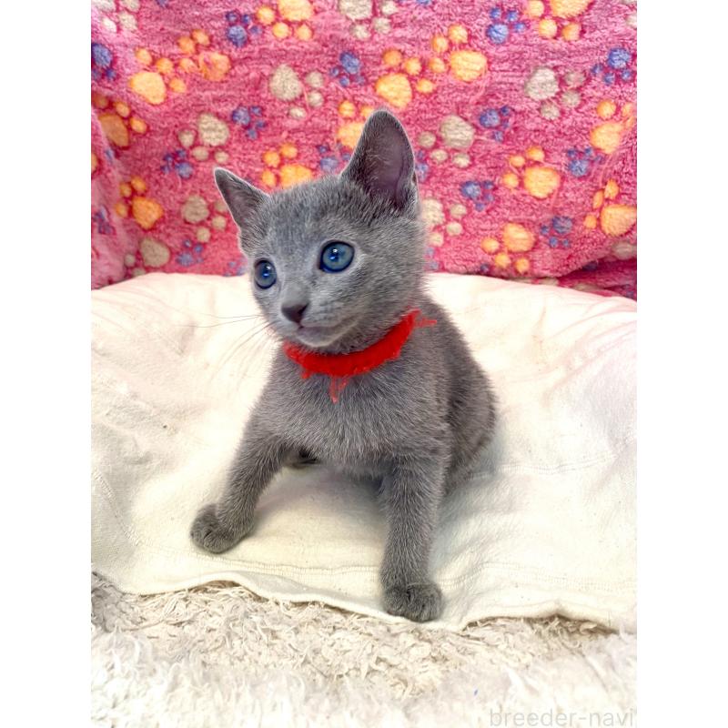 販売中の東京都のロシアンブルー-136805の33枚目