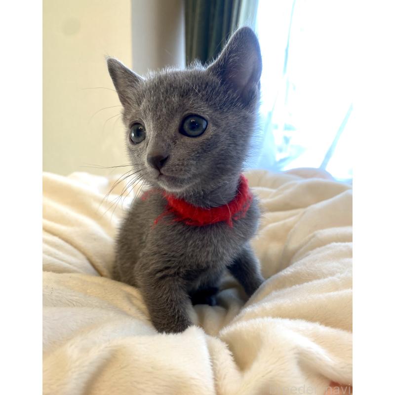 販売中の東京都のロシアンブルー-136805の32枚目