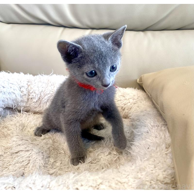 販売中の東京都のロシアンブルー-136805の31枚目