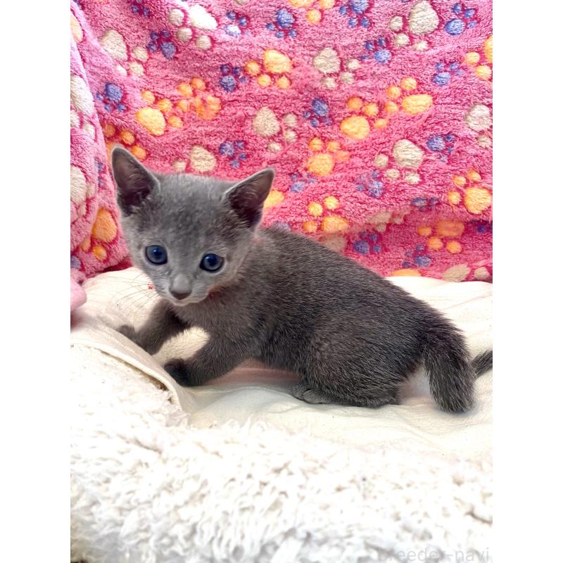 販売中の東京都のロシアンブルー-136805の30枚目