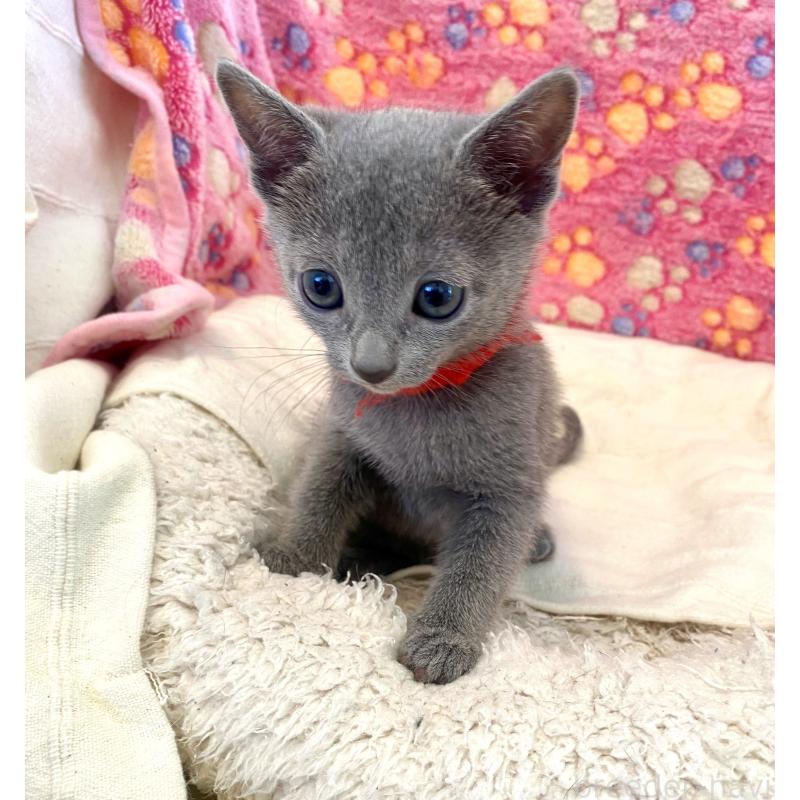 販売中の東京都のロシアンブルー-136805の29枚目