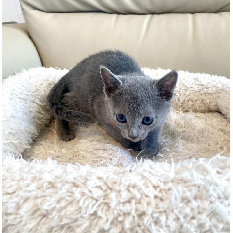 販売中の東京都のロシアンブルー-136805の28枚目