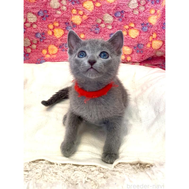 販売中の東京都のロシアンブルー-136805の27枚目