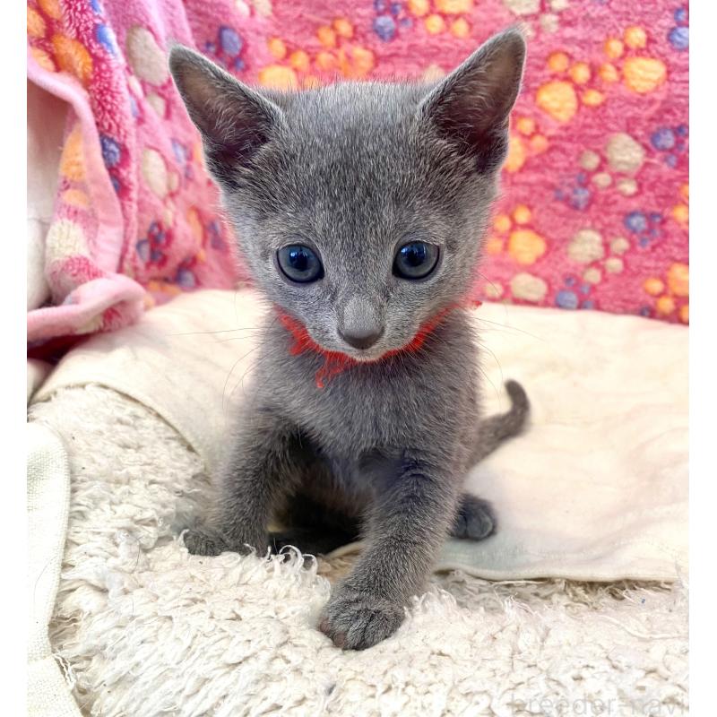 販売中の東京都のロシアンブルー-136805の26枚目