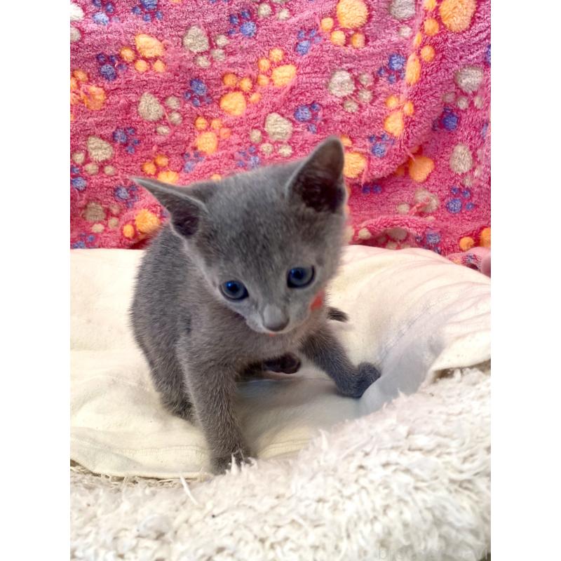 販売中の東京都のロシアンブルー-136805の25枚目