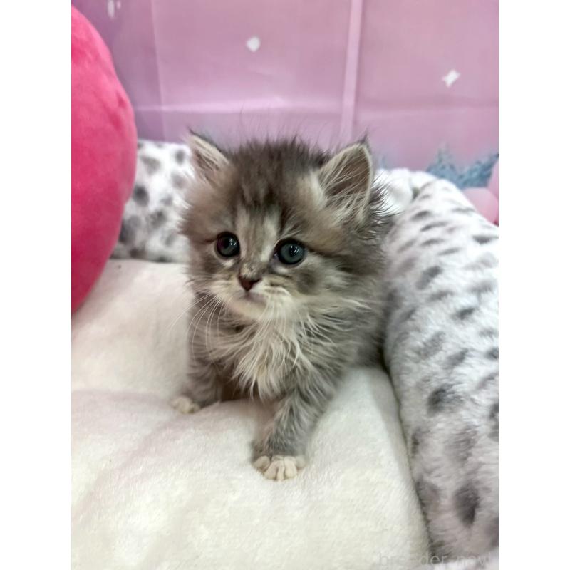 商談中の埼玉県のサイベリアン-136080の2枚目