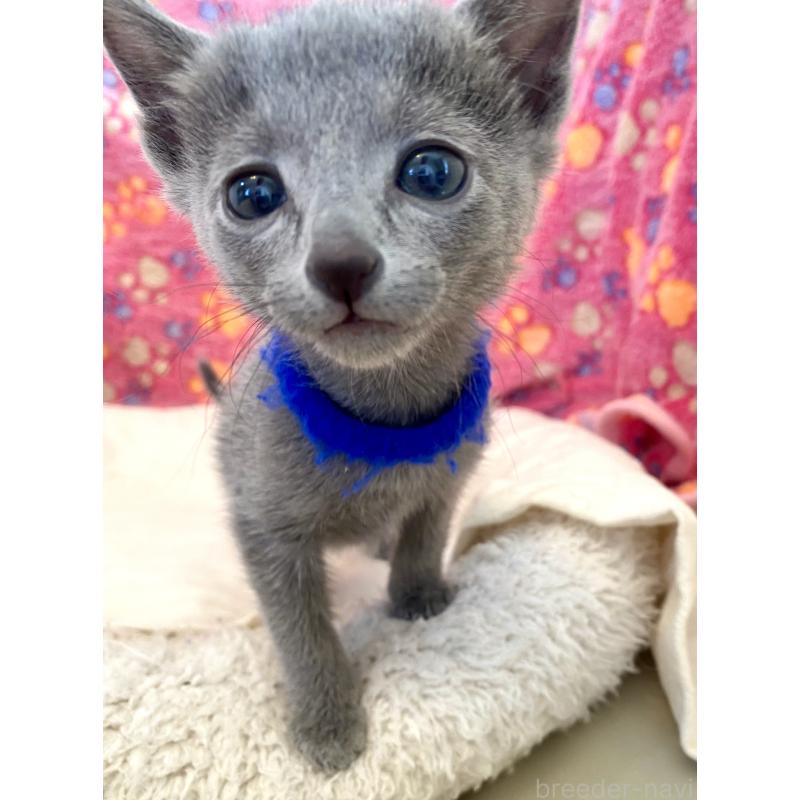 販売中の東京都のロシアンブルー-136803の38枚目