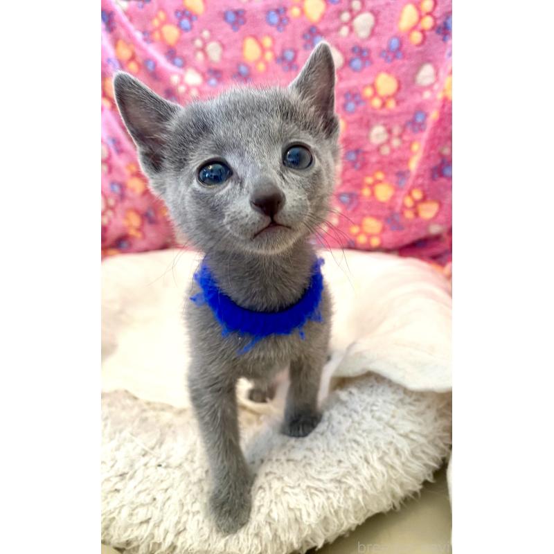 販売中の東京都のロシアンブルー-136803の37枚目