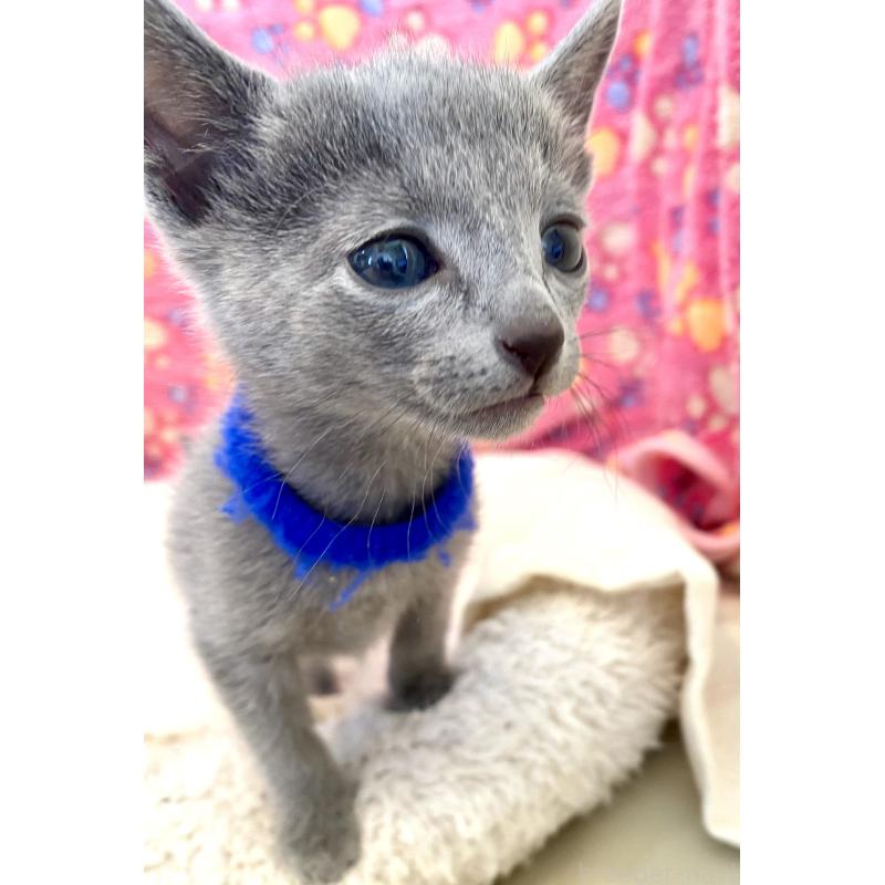 販売中の東京都のロシアンブルー-136803の36枚目