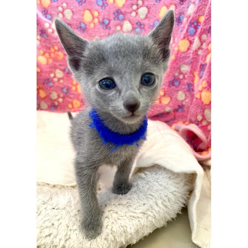 販売中の東京都のロシアンブルー-136803の35枚目