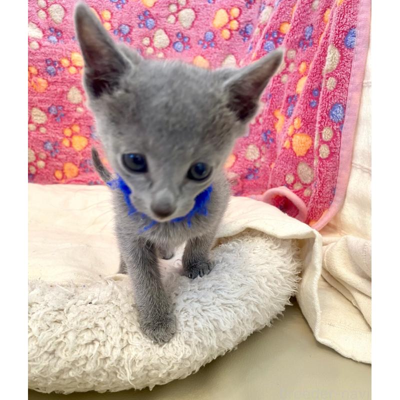 販売中の東京都のロシアンブルー-136803の33枚目