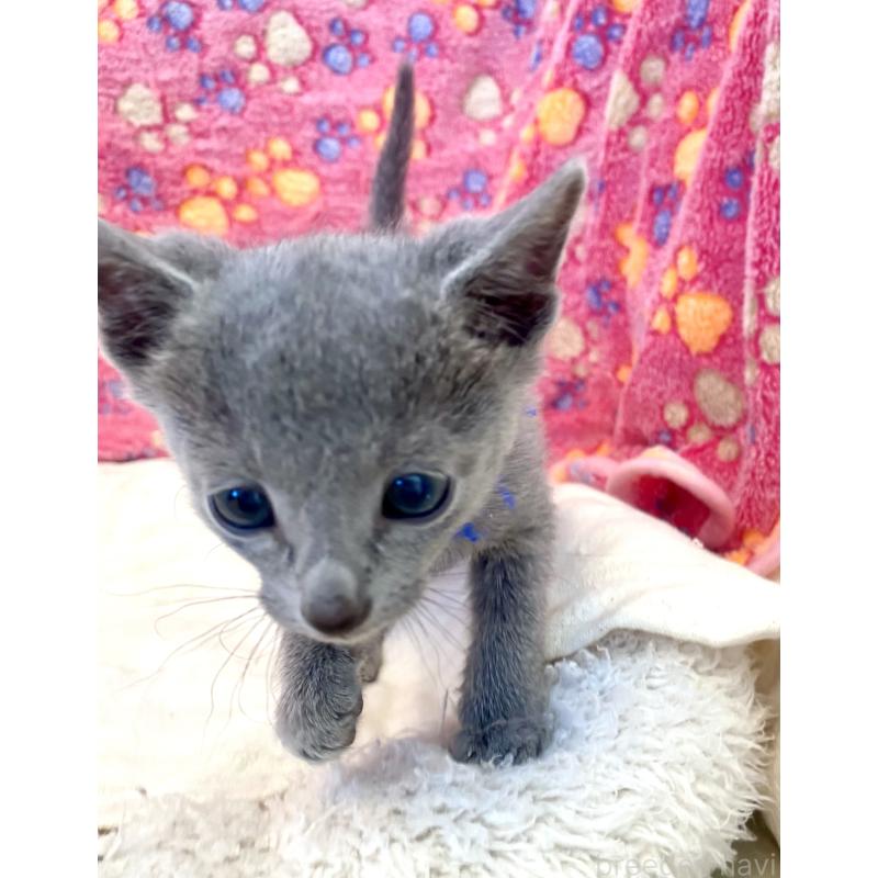 販売中の東京都のロシアンブルー-136803の32枚目