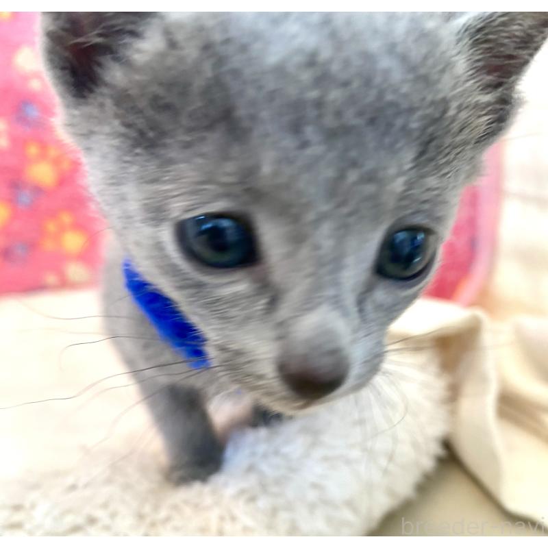 販売中の東京都のロシアンブルー-136803の31枚目