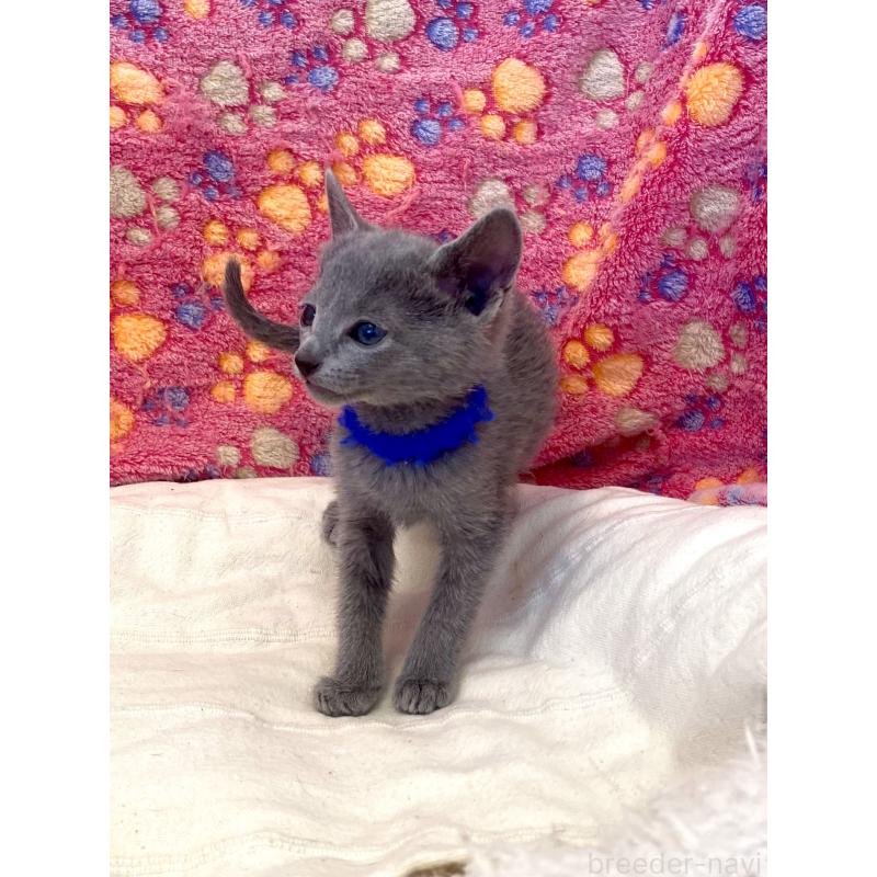 販売中の東京都のロシアンブルー-136803の30枚目