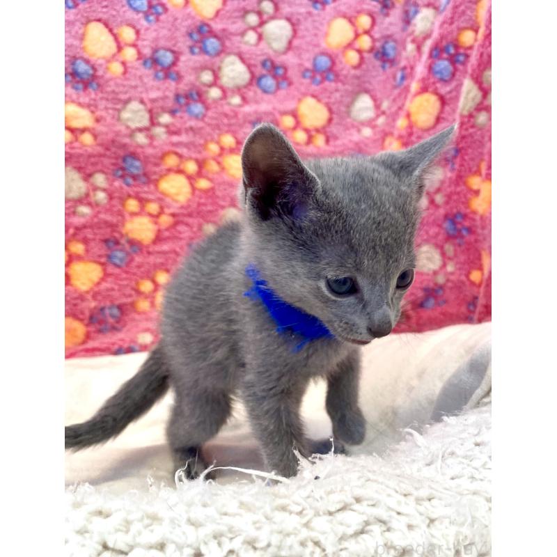 販売中の東京都のロシアンブルー-136803の29枚目