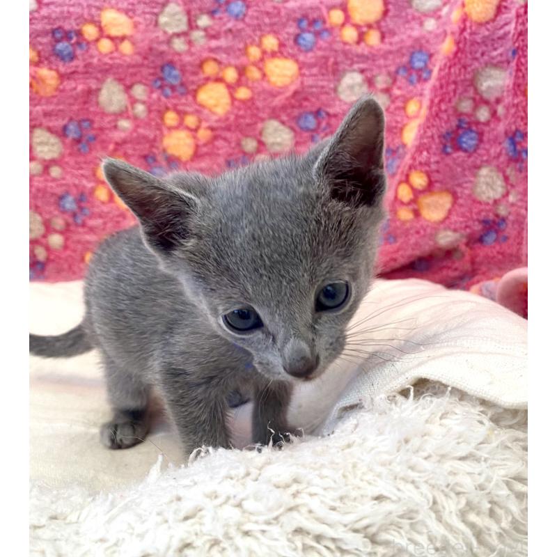 販売中の東京都のロシアンブルー-136803の28枚目