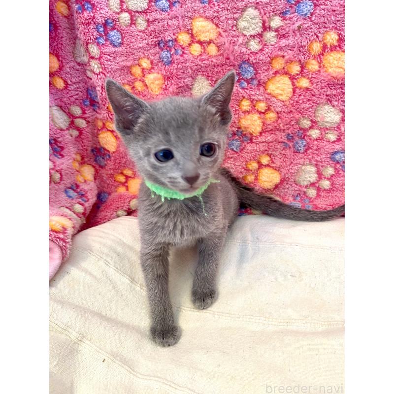 販売中の東京都のロシアンブルー-136804の36枚目