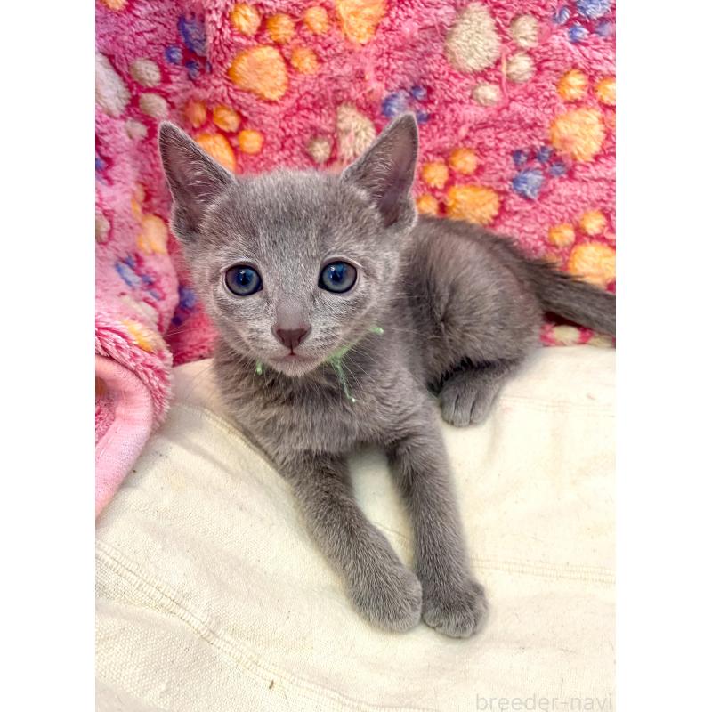 販売中の東京都のロシアンブルー-136804の35枚目