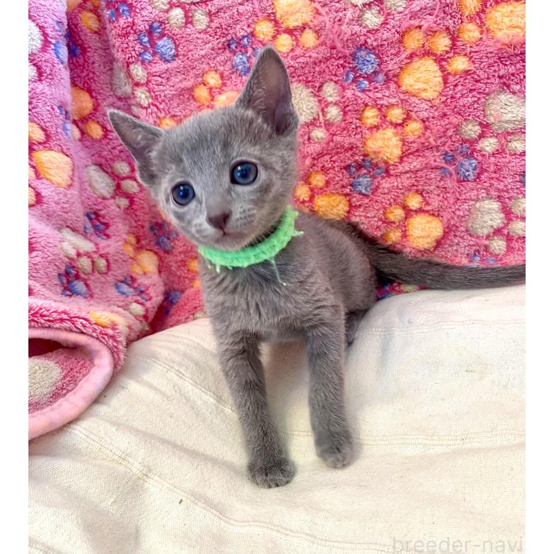 販売中の東京都のロシアンブルー-136804