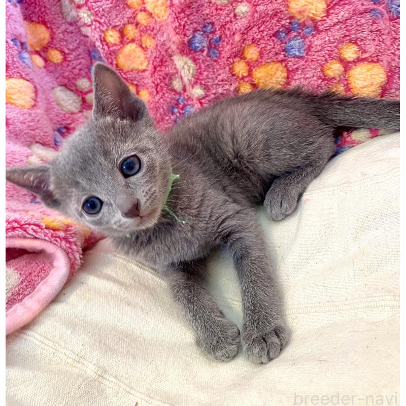 販売中の東京都のロシアンブルー-136804の33枚目