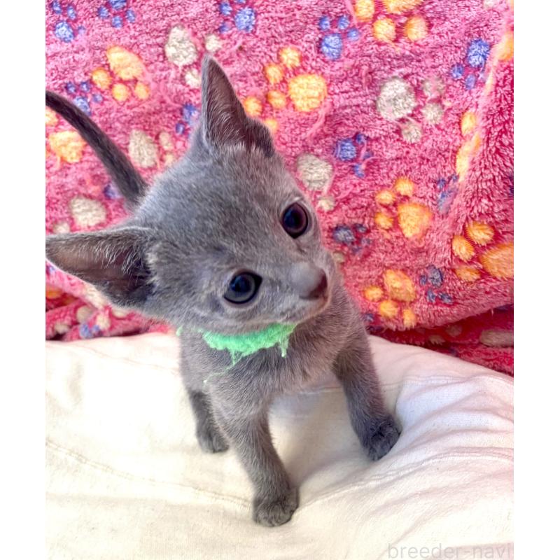 販売中の東京都のロシアンブルー-136804の32枚目