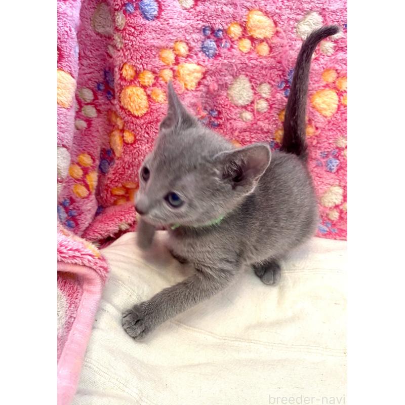 販売中の東京都のロシアンブルー-136804の30枚目