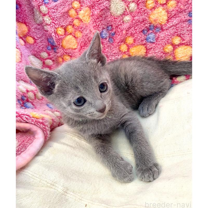 販売中の東京都のロシアンブルー-136804の29枚目