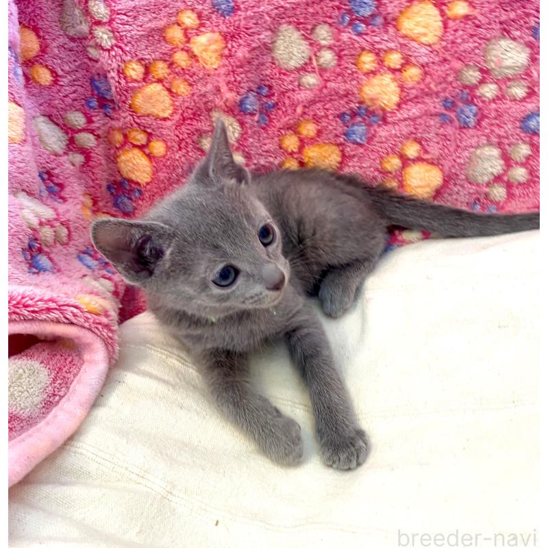 販売中の東京都のロシアンブルー-136804の28枚目