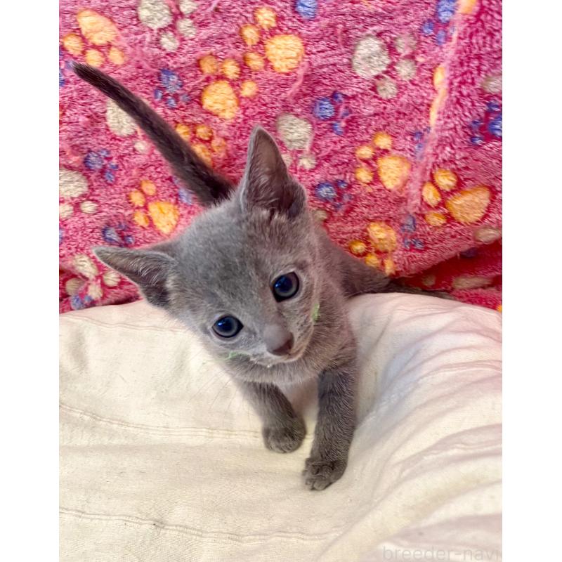 販売中の東京都のロシアンブルー-136804の27枚目