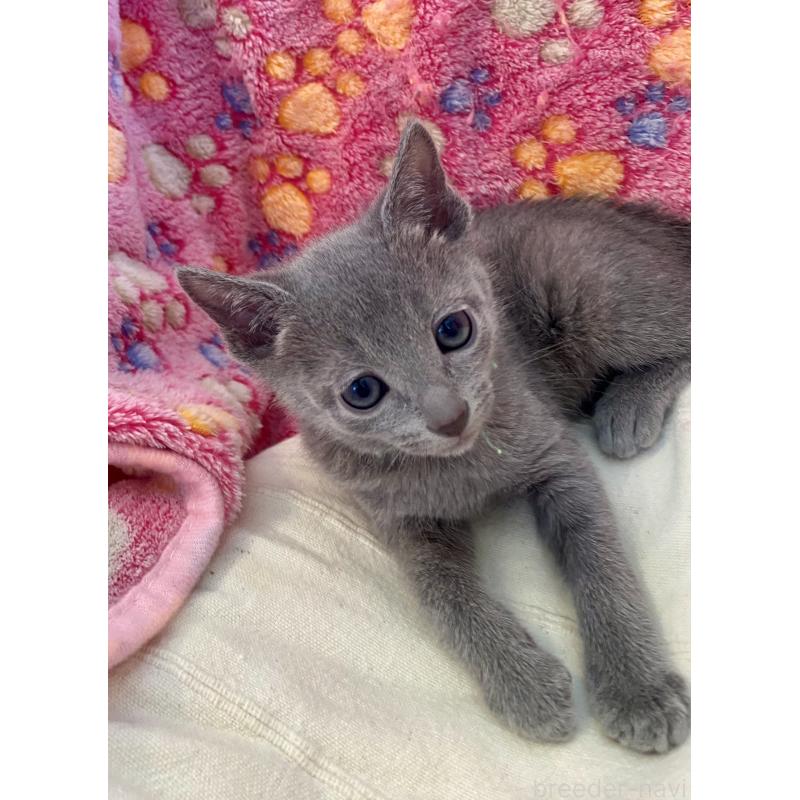 販売中の東京都のロシアンブルー-136804の26枚目