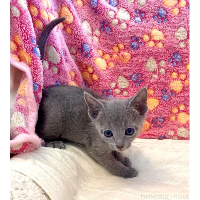 販売中の東京都のロシアンブルー-136804の25枚目