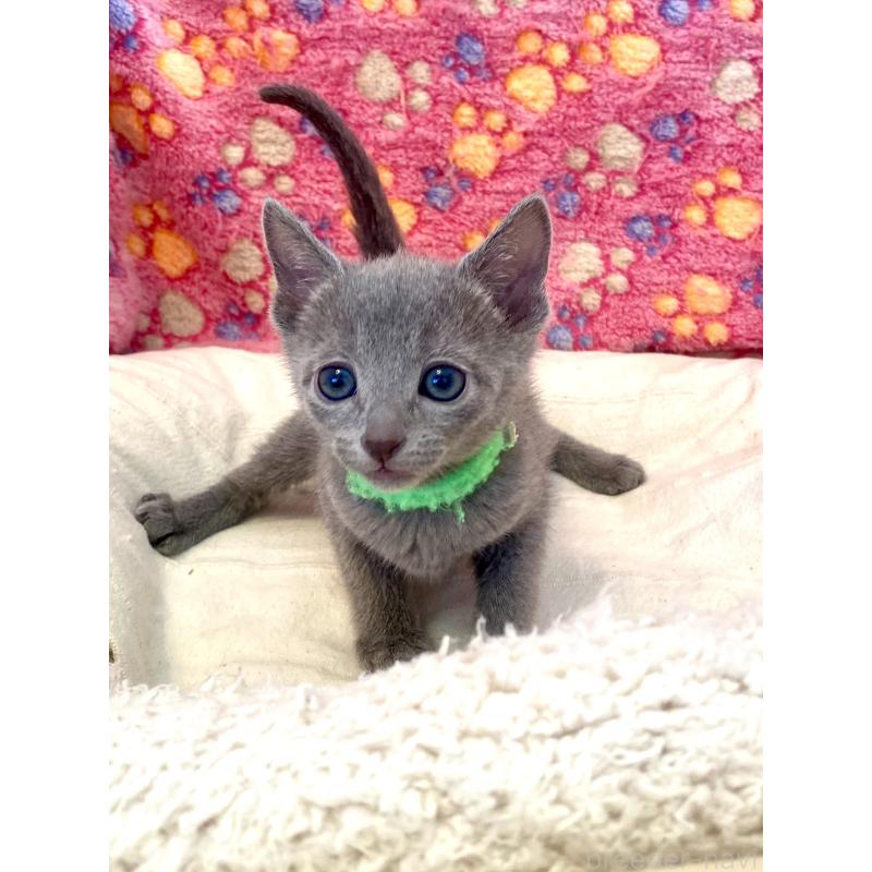 販売中の東京都のロシアンブルー-136804の24枚目