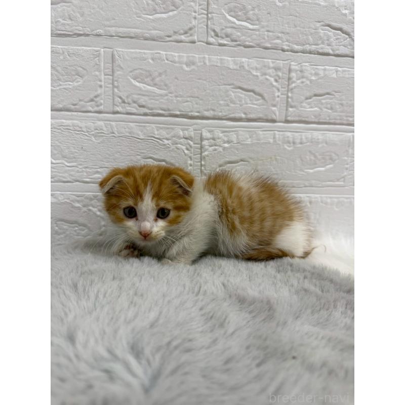 販売中の東京都のスコティッシュフォールド(折れ耳)-138390の8枚目