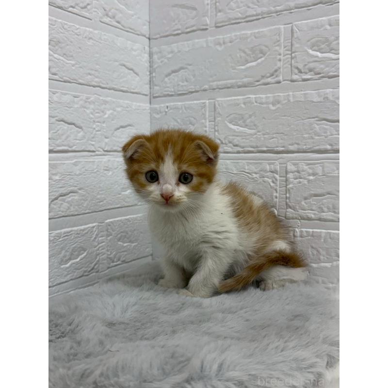 販売中の東京都のスコティッシュフォールド(折れ耳)-138390の6枚目