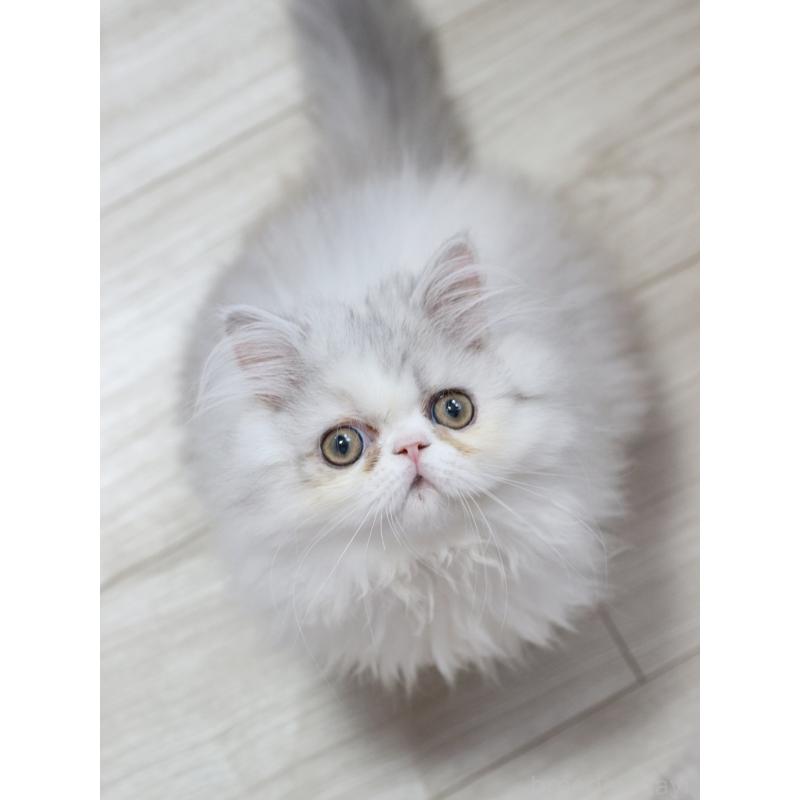 販売中の愛知県のエキゾチックロングヘア-136311の3枚目