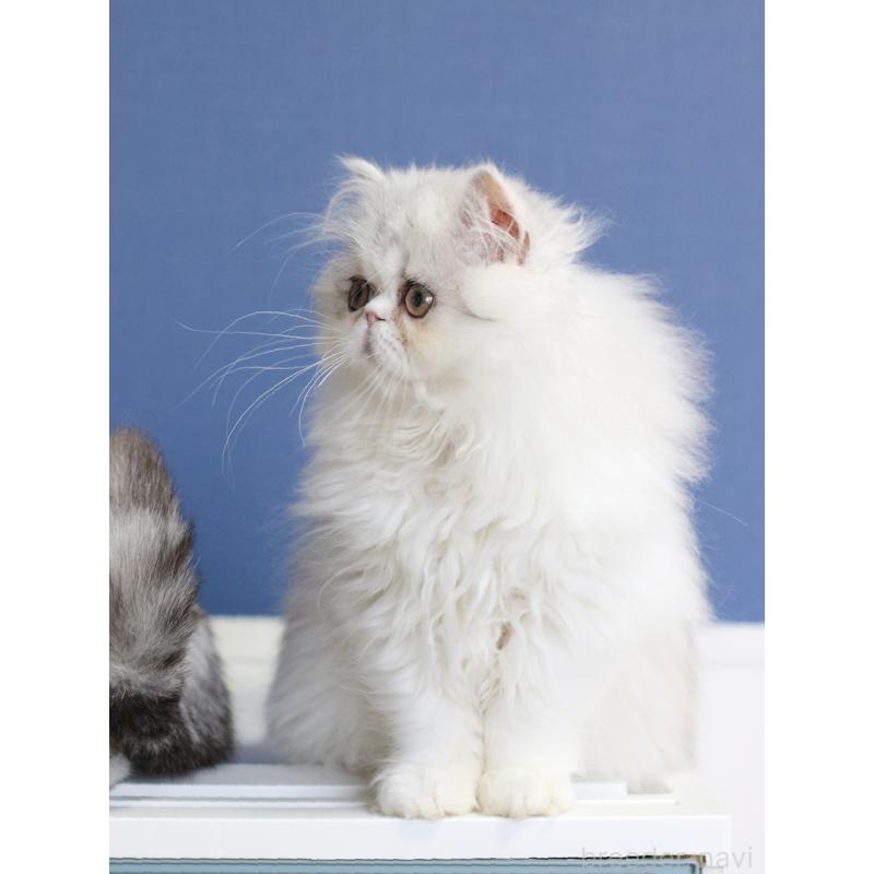 販売中の愛知県のエキゾチックロングヘア-136311の2枚目