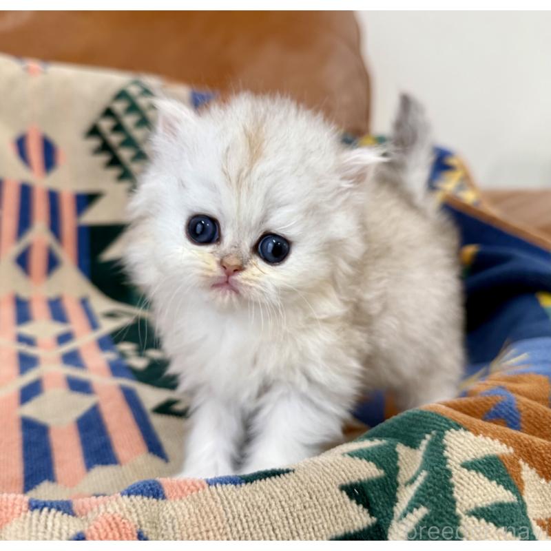 販売中の神奈川県のペルシャ(チンチラ)-137744