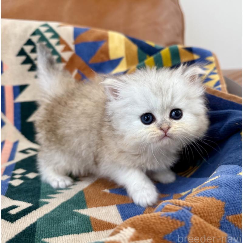 販売中の神奈川県のペルシャ(チンチラ)-137746