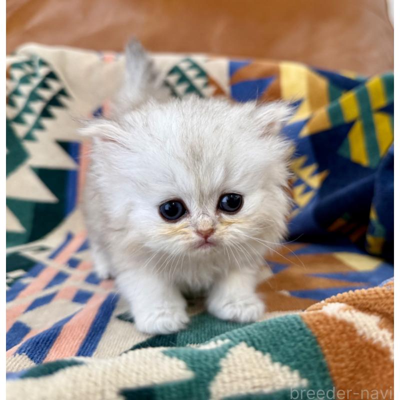 販売中の神奈川県のペルシャ(チンチラ)-137747