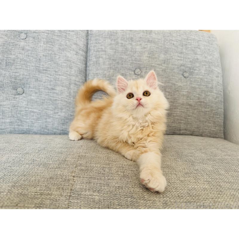 販売中の千葉県のマンチカン-133774の6枚目