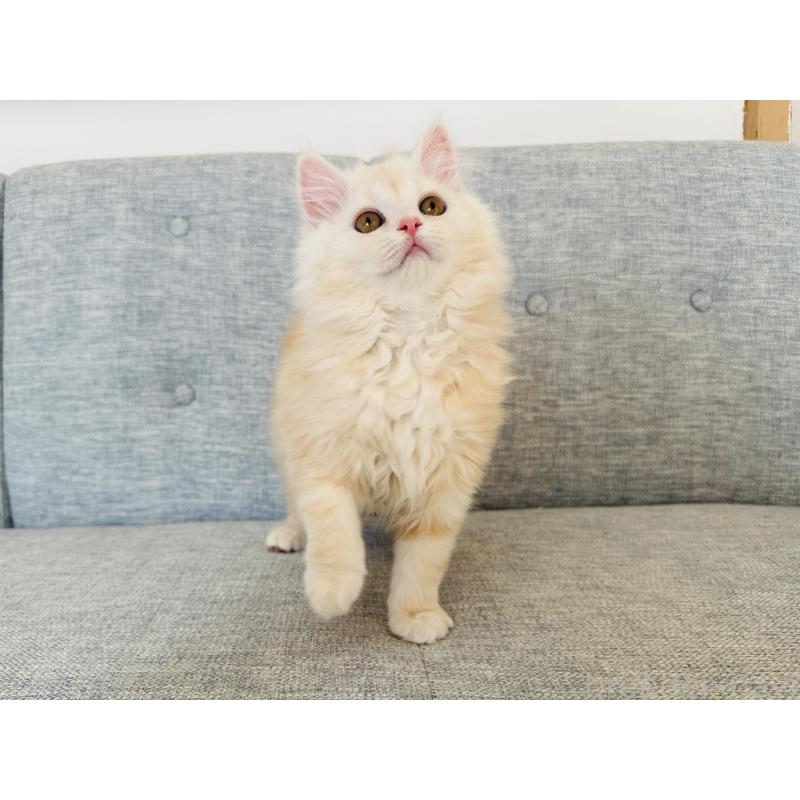 販売中の千葉県のマンチカン-133774の5枚目