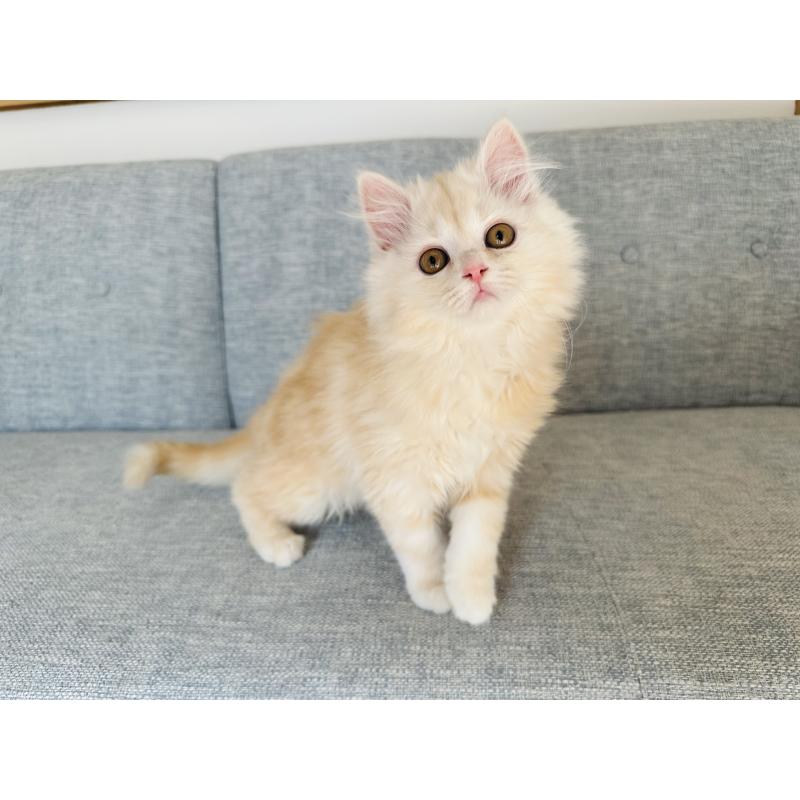 販売中の千葉県のマンチカン-133774の4枚目