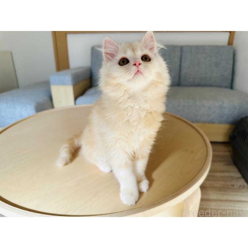 販売中の千葉県のマンチカン-133774の3枚目