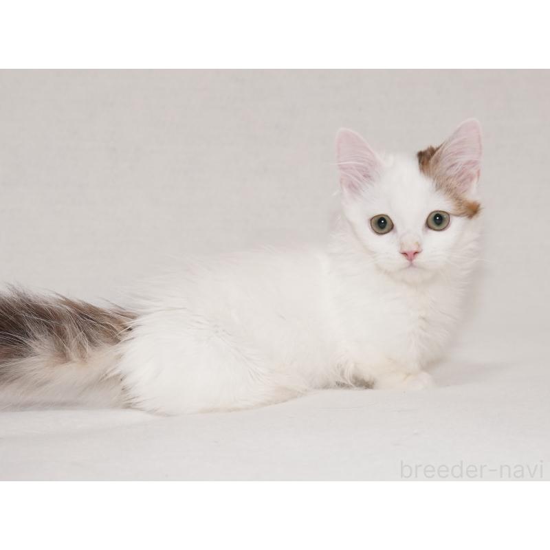 販売中の東京都のマンチカン(短足)-133723の15枚目